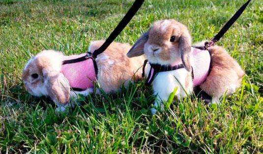 Rabbit harness pink